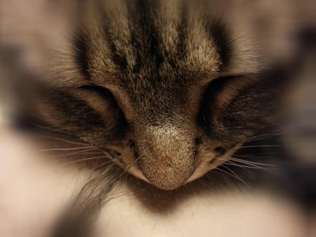 Photo of sleeping Isis, a beige and brown striped cat.