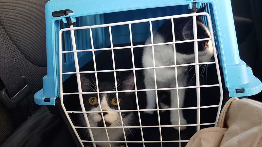 Two black and white kittens in transport carrier. 
